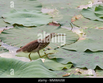 Indische Teich Heron - Ardeola grayii Stockfoto