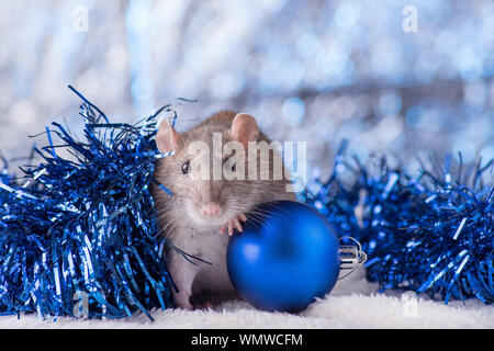 Neues Jahr Konzept. Cute white inländischen Ratte im Dekor ist ein neues Jahr. Symbol für das Jahr 2020 ist eine Ratte. Geschenke, Spielzeug, Girlanden, Weihnachtsbaum, Zweige Stockfoto