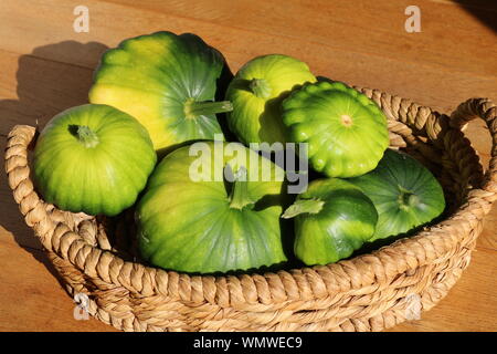 Grüne Patty pan Jakobsmuschel umrandete Kürbisse in verschiedenen Größen in einem Korb in der Sonne mit der Eiche im Hintergrund Stockfoto