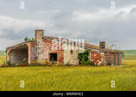 Italien, Apulien, Provinz Barletta-Andria-Trani Andria. Verlassene Gebäude in einem Feld von Gerste und Mohn. Stockfoto