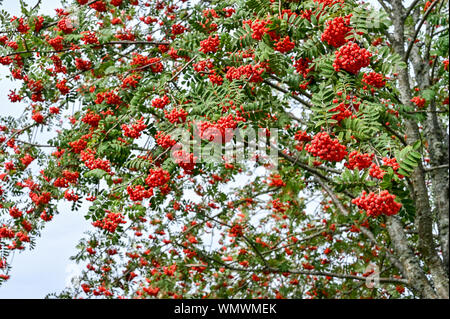 Rowan Tree mit roten Früchten während Anfang September in Norrköping, Schweden Stockfoto