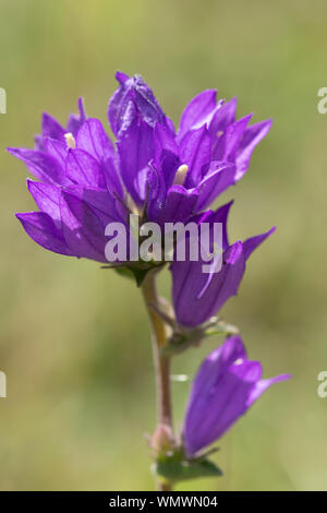 Clustered Glockenblume (Campanula glomerata) Blühende Wildblumen auf Kreide Grünland im September, Großbritannien Stockfoto