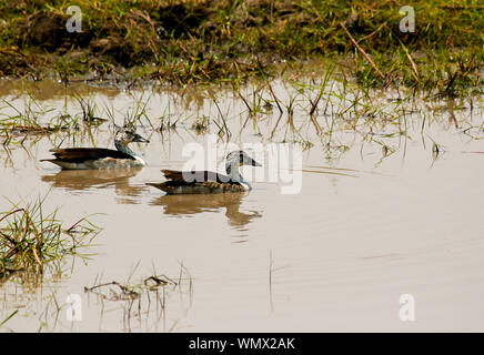 Weibliche vogel Knopf-billed Duck (Sarkidiornis melanotos), oder Afrikanische Kamm. Busanga Plains. Kafue National Park. Sambia Stockfoto