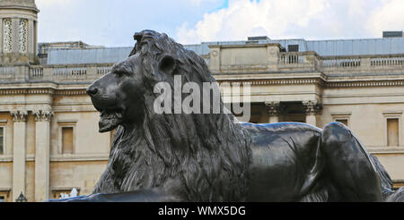 London, Großbritannien - 23 Mai 2016: Die Bronzenen Löwen Statue bei Nelson's Column von Sir Edwin Landseer, Trafalgar Square Stockfoto