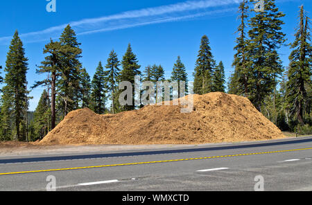 Abgesplitterte Schrägstrich entlang der Autobahn, Brandschutz, Mischung aus Douglas Fir'PSEUDOTSUGA MENZIESII 'Ponderosa Pine' Pinus ponderosa', Brandschutz. Stockfoto