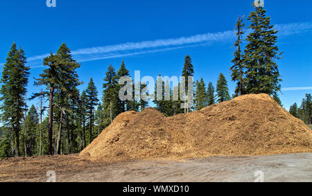 Abgesplitterte Schrägstrich entlang der Autobahn, Mischung aus Douglas Fir'PSEUDOTSUGA MENZIESII '& Ponderosa Pine' Pinus ponderosa', Brandschutz. Stockfoto