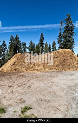 Abgesplitterte Schrägstrich entlang der Autobahn, Mischung aus Douglas Fir'PSEUDOTSUGA MENZIESII '& Ponderosa Pine' Pinus ponderosa', Brandschutz. Stockfoto