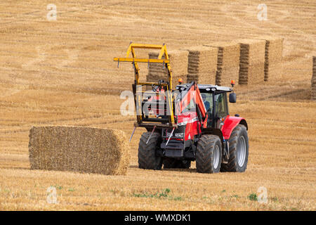 Landwirtschaft - Ein Traktor sammeln Heuballen nach der Ernte eines Feldes von Weizen auf Ackerland in North Yorkshire im Vereinigten Königreich. Stockfoto