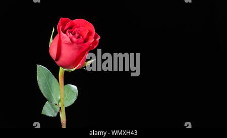 Schöne single red rose im Austrieb Stadium gegen Hintergrund Stockfoto