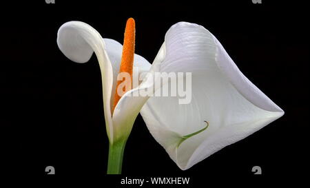 Eine einzige, schöne weiße Calla lily (Zantedeschia aethiopica, auch als Arum Lily bekannt) auf schwarzem Hintergrund Stockfoto