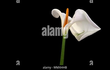 Eine einzige, schöne weiße Calla lily (Zantedeschia aethiopica, auch als Arum Lily bekannt) auf schwarzem Hintergrund mit reichlich Kopie Raum isoliert Stockfoto