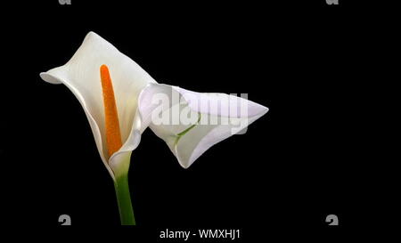 Eine einzige, schöne weiße Calla lily (Zantedeschia aethiopica, auch als Arum Lily bekannt) auf schwarzem Hintergrund mit reichlich Kopie Raum isoliert Stockfoto