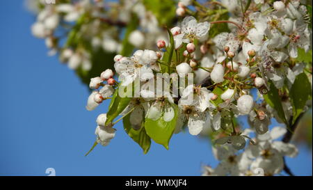 In der Nähe der Knospen und Blüten von zierpflanzen Birnbaum (Pyrus calleryana) in voller Frühjahrsblüte vor blauem Himmel Stockfoto