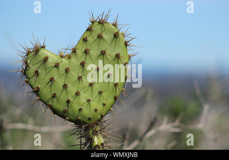 Nahaufnahme eines Herzförmigen cactus Blatt - mögliche Begriff für Liebe Wander- oder schwierige Beziehungen Stockfoto