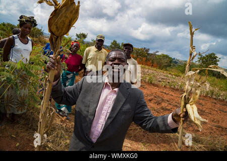 Alten männlichen Bauern in Malawi hält bis Mais (Zea mays) Stengel zeigen Verbesserungen durch Tiyeni NGO Conservation Agriculture Technologie. Stockfoto