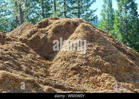 Abgesplitterte Schrägstrich entlang der Autobahn, Mischung aus Douglas Fir'PSEUDOTSUGA MENZIESII '& Ponderosa Pine' Pinus ponderosa', Brandschutz. Stockfoto