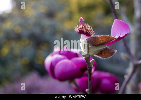 Schöne Magnolia Bäume mit riesigen rosa Blumen blühen zu Beginn des Frühlings in Canterbury, Neuseeland Stockfoto