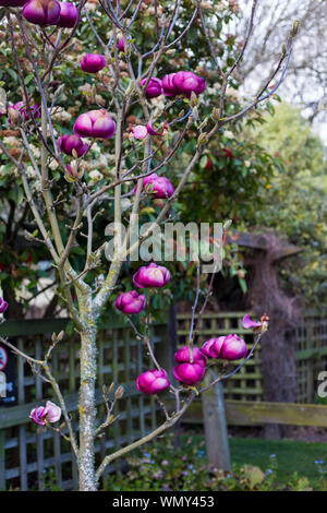 Schöne Magnolia Bäume mit riesigen rosa Blumen blühen zu Beginn des Frühlings in Christchurch, Canterbury, Neuseeland Stockfoto