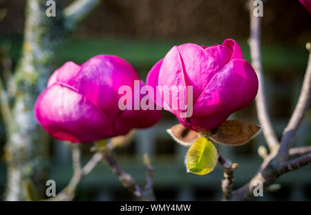 Schöne Magnolia Bäume mit riesigen rosa Blumen blühen zu Beginn des Frühlings in Canterbury, Neuseeland Stockfoto