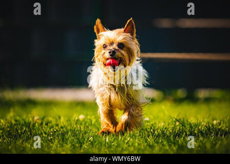 Eine erstaunliche Yorkshire Terrier ist Spaß in Richtung Kamera. Stockfoto