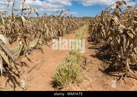 Reihe von Vetiver Gras (Chrysopogon zizanioides) für Erosion Control in einem landwirtschaftlichen Gebiet in Malawi. Teil der Tiyeni NGO bodenschonende Landwirtschaft. Stockfoto