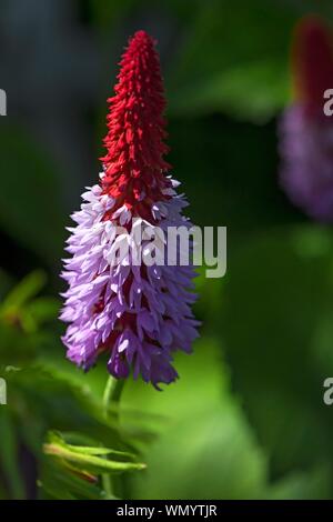 Blühende orchidee Primel (Primula vialii), Bayern, Deutschland Stockfoto