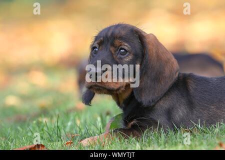 Wire-haired Dackel (Canis Lupus Familiaris) Welpe, 8 Wochen, liegend im Gras, Tier Portrait, Deutschland Stockfoto