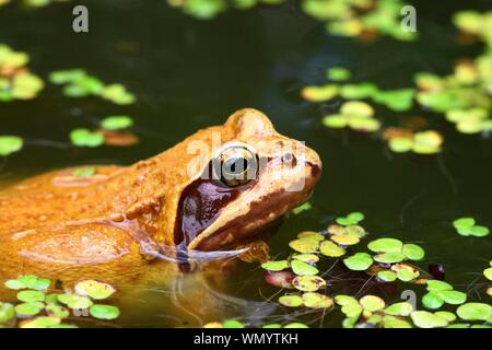 Grasfrosch (Rana temporaria) mit Duckweeds (lemna), Baden-Württemberg, Deutschland Stockfoto