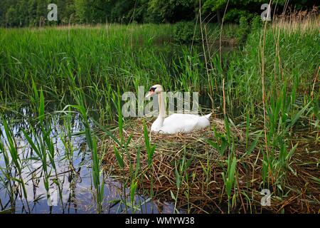 Zucht Höckerschwan (Cygnus olor), sitzt auf dem Nest im Schilf, Schleswig-Holstein, Deutschland Stockfoto