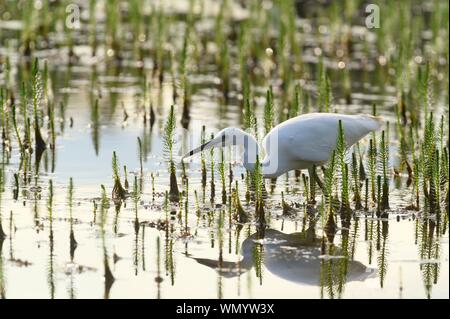 Seidenreiher (Egretta garzetta) für Lebensmittel zwischen Ackerschachtelhalm (Equisetum), Donauauen, Lobau, Lower Austria, Austria Suche Stockfoto