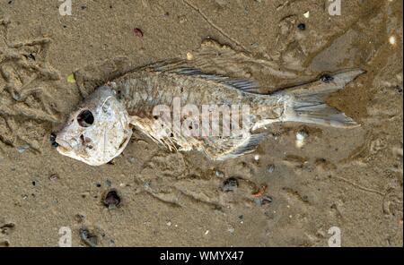 Skelett einer toten Fische am Strand, Northland, North Island, Neuseeland Stockfoto