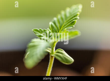 Hanf wächst Stockfoto