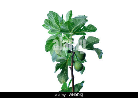 Nahaufnahme von Feigen auf dem Zweig eines Feigenbaum auf weißem Hintergrund. Stockfoto