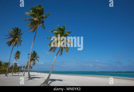 Palmen am Strand in Las Terrenas, Dominikanische Republik Stockfoto