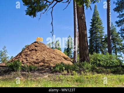 Abgesplitterte Schrägstrich entlang der Autobahn, Mischung aus Douglas Fir'PSEUDOTSUGA MENZIESII '& Ponderosa Pine' Pinus ponderosa', Brandschutz. Stockfoto