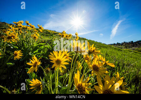 Arrowleaf balsamroot Blumen unter Sonnenschein Stockfoto