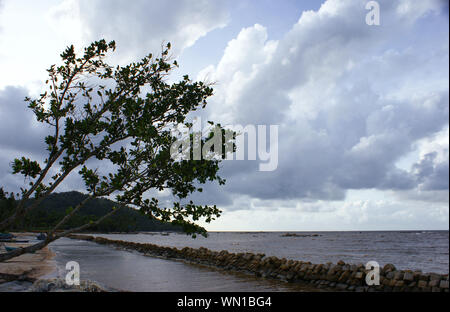 Baum bei Pantai Batu Burung Strand, Singkawang, West Kalimantan, Indonesien Stockfoto
