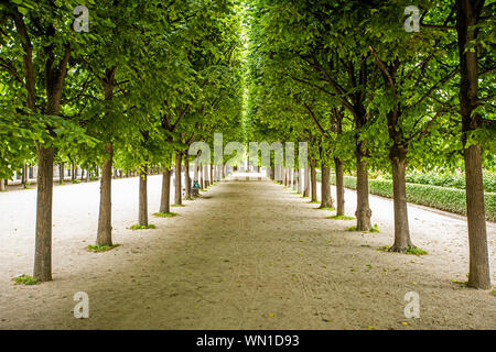 Reihen von Bäumen im Palais-Royal Gärten in Paris, Frankreich Stockfoto