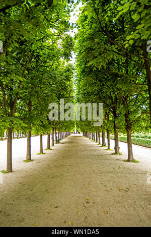 Reihen von Bäumen im Palais-Royal Gärten in Paris, Frankreich Stockfoto