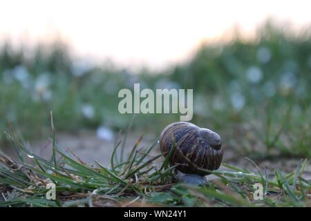 Nahaufnahme einer Schnecke in einem grasbewachsenen Feld mit Ein unscharfer natürlicher Hintergrund Stockfoto