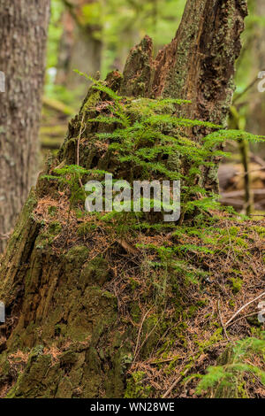 Western Hemlock, Tsuga heterophylla, aus Western Red Cedar, Thuja plicata, stumpf in der Föderation Wald State Park in der Nähe von Mount Rainier, Washingt Stockfoto