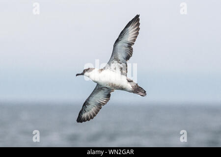 Eine große Shearwater (Ardenna gravis) im Flug auf eine pelagische seabird Reise. Stockfoto