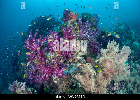 Eine erstaunliche Reihe von schönen weichen Korallen und bunte Fische gedeihen auf einer gesunden Riff Hang inmitten der fernen, tropischen Inseln von Raja Ampat, Indonesien. Stockfoto