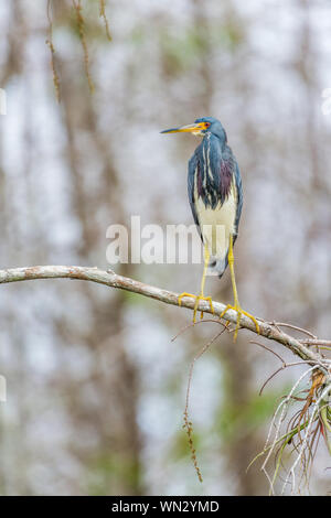 Dreifarbige Heron (Egretta tricolor) auf eine Niederlassung in Big Cypress National Preserve. Florida. USA Stockfoto