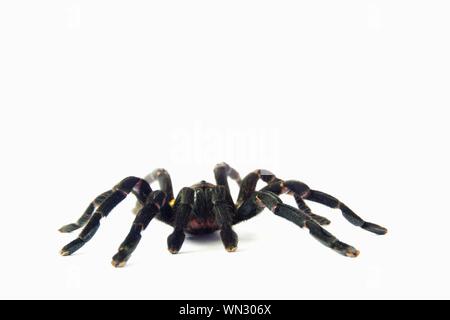 Asiatischen Arten Tarantula Spinne gefunden in Thailand, der wissenschaftliche Name ist 'Haplopelma minax Theraphosidae Haplopelma'. Stockfoto