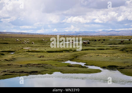 Alpakas essen Gras im Hochland von Peru Stockfoto