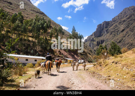 Maultiere auf der Spur in der Cordillera Huayhuash, Ancash, Peru Stockfoto