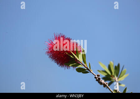 Leuchtend rote Blüte Latin callistemon bottlebrush Familie Myrtaceae in Australien im Frühsommer in Italien Stockfoto