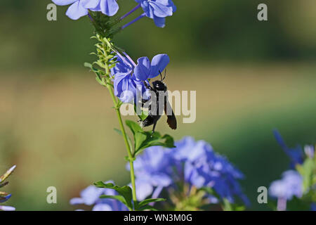 Carpenter bee Lateinischer Name xylocopa violacea in Weiß pollen Fütterung auf eine plumbago Blumenbewachsenen auch als leadwort im Sommer in Italien Stockfoto