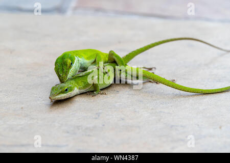 Grüne Eidechsen, die Carolina Anole, Paarung Stockfoto